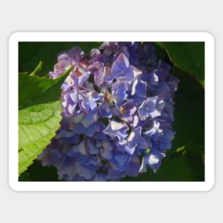 Beautiful photograph of violet hydrangea flowers Sticker